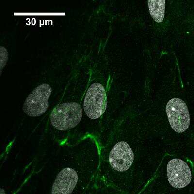 Immunocytochemistry/ Immunofluorescence: EMILIN1 Antibody [NBP1-84127]