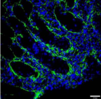 Immunohistochemistry-Frozen: EMILIN2 Antibody (828B3B3) - Azide and BSA Free [NBP2-36064]