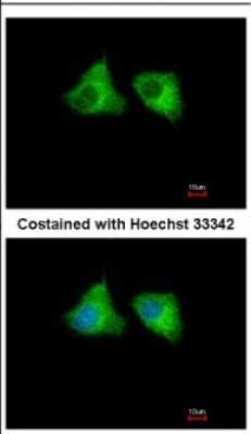 Immunocytochemistry/ Immunofluorescence: EML1 Antibody [NBP2-16327]