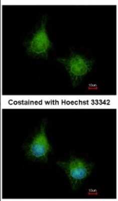 Immunocytochemistry/ Immunofluorescence: EML2 Antibody [NBP2-16330]