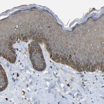 Immunohistochemistry-Paraffin: EML2 Antibody [NBP1-84861]