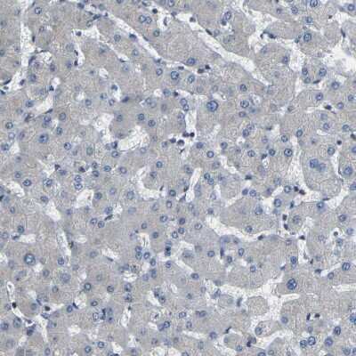 Immunohistochemistry-Paraffin: EML2 Antibody [NBP1-84861]