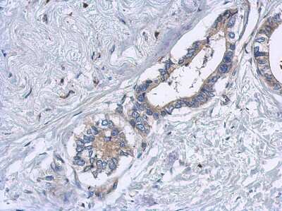 Immunohistochemistry-Paraffin: EML2 Antibody [NBP2-16329]