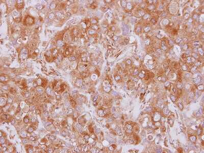 Immunohistochemistry-Paraffin: EML2 Antibody [NBP2-16330]