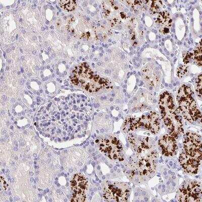Immunohistochemistry-Paraffin: EML6 Antibody [NBP2-38005]