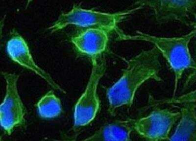 Immunocytochemistry/ Immunofluorescence: EMMPRIN/CD147 Antibody (125) [NBP2-89320]