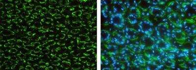 Immunocytochemistry/ Immunofluorescence: EMMPRIN/CD147 Antibody (125) [NBP2-89320]
