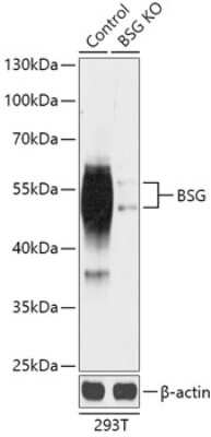 Knockout Validated: EMMPRIN/CD147 Antibody - Azide and BSA Free [NBP3-03732]