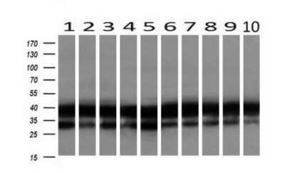 Western Blot: EMMPRIN/CD147 Antibody (OTI9H5)Azide and BSA Free [NBP2-70278]