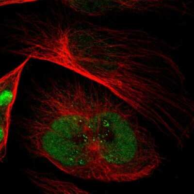 Immunocytochemistry/ Immunofluorescence: EMP2 Antibody [NBP1-86847]