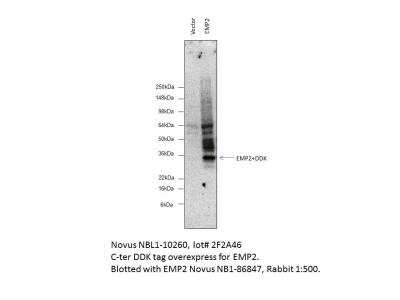 Western Blot: EMP2 Overexpression Lysate [NBL1-10260]