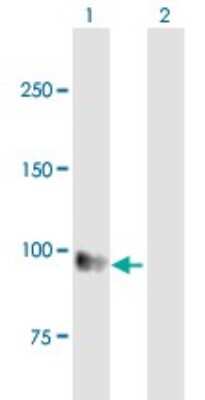 Western Blot: EMR1 Antibody [H00002015-B01P]