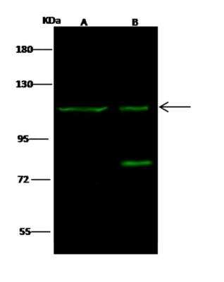 Western Blot: EMR1 Antibody [NBP3-06088]