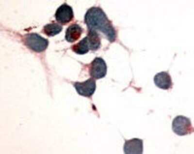 Immunohistochemistry-Paraffin: EMR2 Antibody - BSA Free [NLS1663]