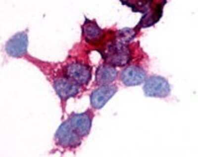 Immunohistochemistry-Paraffin: EMR2 Antibody - BSA Free [NLS1663]