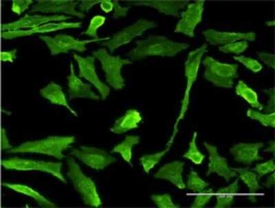 Immunocytochemistry/ Immunofluorescence: EMR4P Antibody (1G10) [H00326342-M02]