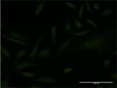Immunocytochemistry/ Immunofluorescence: EMX2 Antibody (4D8) [H00002018-M02]