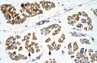 Immunohistochemistry-Paraffin: EMX2 Antibody [NBP3-10910]