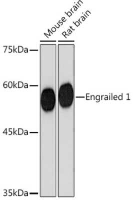 Western Blot: EN1/Engrailed 1 Antibody (3B4K8) [NBP3-15852]