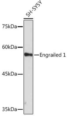 Western Blot: EN1/Engrailed 1 Antibody (3B4K8) [NBP3-15852]