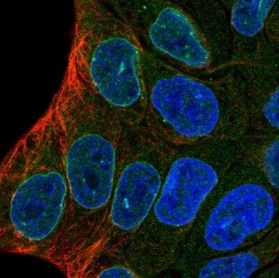 Immunocytochemistry/ Immunofluorescence: ENDOD1 Antibody [NBP1-81473]