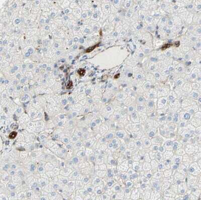 Immunohistochemistry-Paraffin: ENDOD1 Antibody [NBP1-81474]
