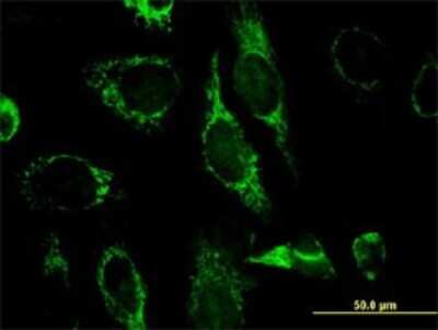 Immunocytochemistry/ Immunofluorescence: ENDOGL1 Antibody (2F7) [H00009941-M02]