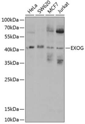 Western Blot: ENDOGL1 AntibodyBSA Free [NBP3-03485]