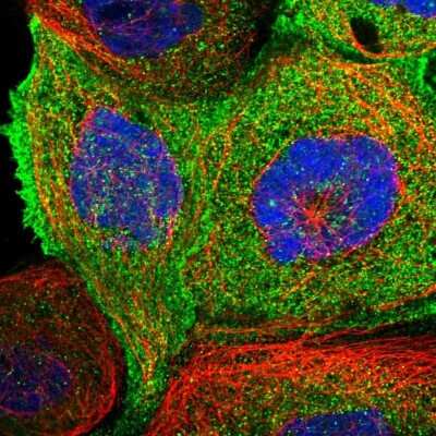 Immunocytochemistry/ Immunofluorescence: ENKD1 Antibody [NBP1-85147]