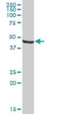 Western Blot: ENO1P Antibody [H00002025-B01P]