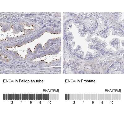 Immunohistochemistry-Paraffin: ENO4 Antibody [NBP2-38927]