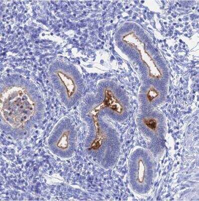 Immunohistochemistry-Paraffin: ENPP-3/CD203c Antibody [NBP1-88928]