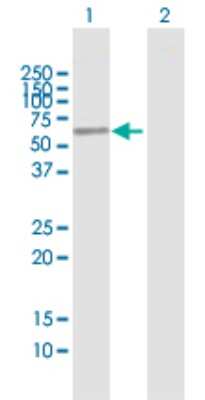 Western Blot: ENPP-4 Antibody [H00022875-B01P]