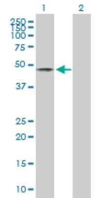 Western Blot: EOGT/AER61 Antibody [H00285203-B01P]