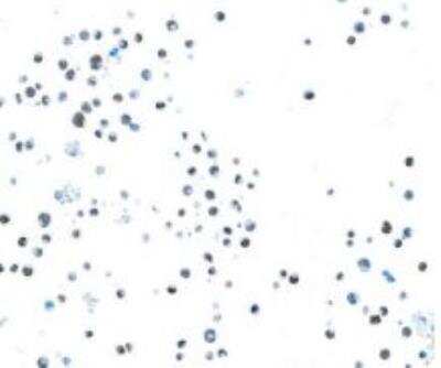 Immunocytochemistry/ Immunofluorescence: EOMES Antibody (BLR104H) [NBP3-07014]