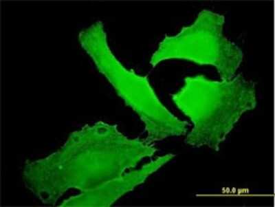 Immunocytochemistry/ Immunofluorescence: EPB41 Antibody (3D9) [H00002035-M01]