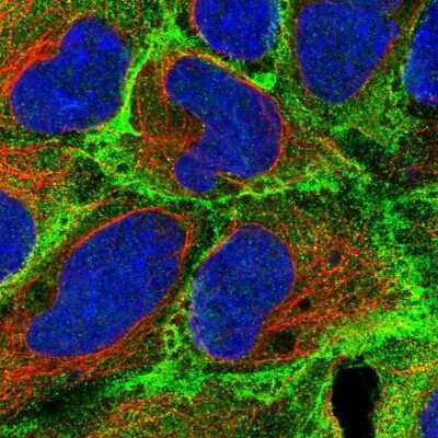 Immunocytochemistry/ Immunofluorescence: EPB41 Antibody [NBP2-55092]