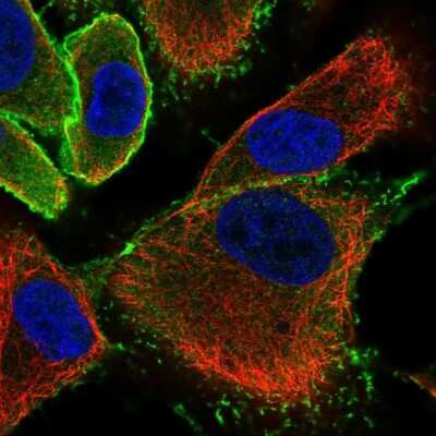 Immunocytochemistry/ Immunofluorescence: EPB41L1 Antibody [NBP2-31650]