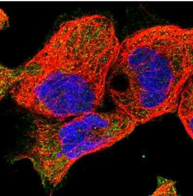 Immunocytochemistry/ Immunofluorescence: EPB41L5 Antibody [NBP2-30920]