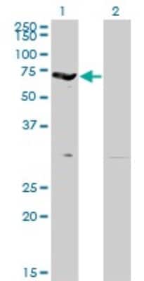 Western Blot: EPB42 Antibody (2G12) [H00002038-M01]