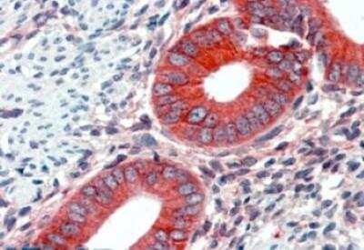 Immunohistochemistry-Paraffin: EPB4IL2 Antibody [NBP1-06033]