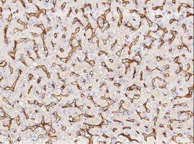 Immunohistochemistry-Paraffin: EPCR Antibody (041) [NBP2-90204]