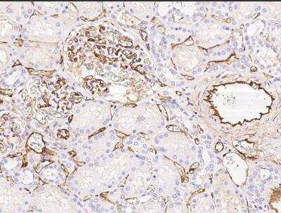 Immunohistochemistry-Paraffin: EPCR Antibody (041) [NBP2-90204]