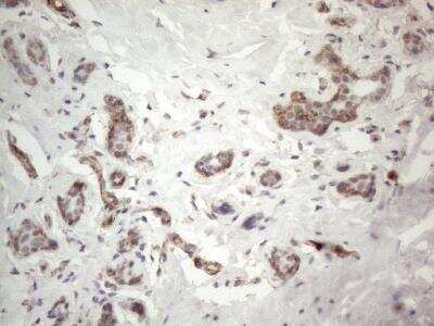 Immunohistochemistry-Paraffin: EPCR Antibody (OTI12H5) [NBP2-45395]