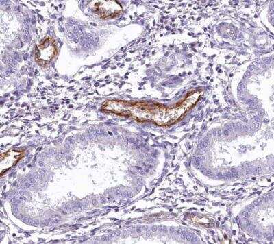 Immunohistochemistry-Paraffin: EPCR Antibody [NBP1-88168]