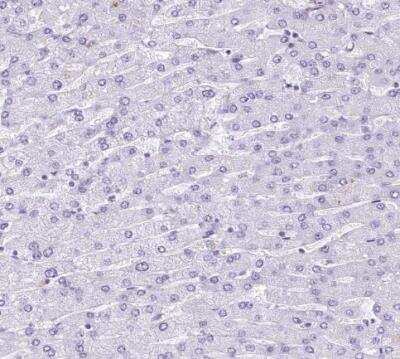 Immunohistochemistry-Paraffin: EPCR Antibody [NBP1-88168]