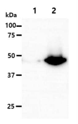 Western Blot: EPHX1 Antibody (2E5)BSA Free [NBP1-30163]