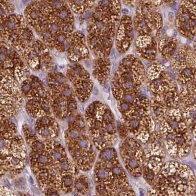 Immunohistochemistry-Paraffin: EPHX1 Antibody [NBP2-38594]