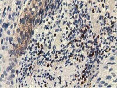 Immunohistochemistry: EPHX2 Antibody (OTI1A6) - Azide and BSA Free [NBP2-70648]