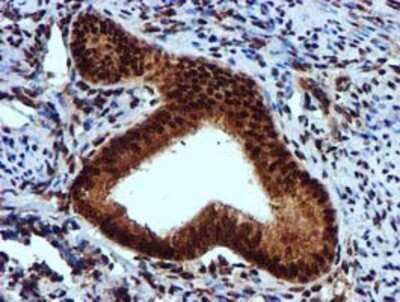 Immunohistochemistry: EPM2AIP1 Antibody (OTI2A2) - Azide and BSA Free [NBP2-71497]